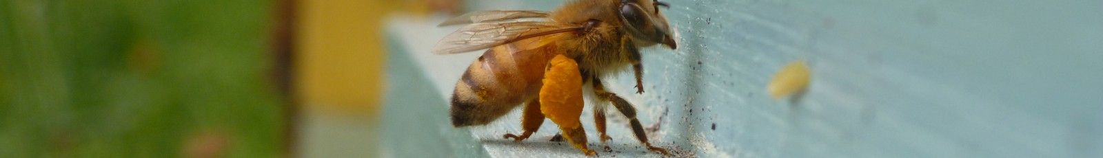 Queens Nucs